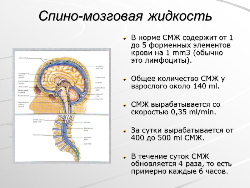 Спино-мозговая жидкость В норме СМЖ содержит от 1 до 5 форменных элементов крови на